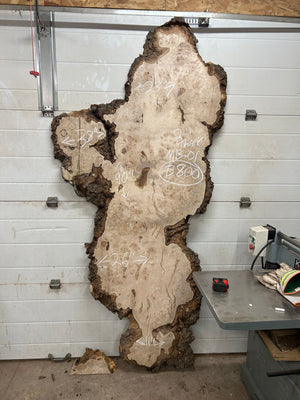MB-01 Maple Burl Slab