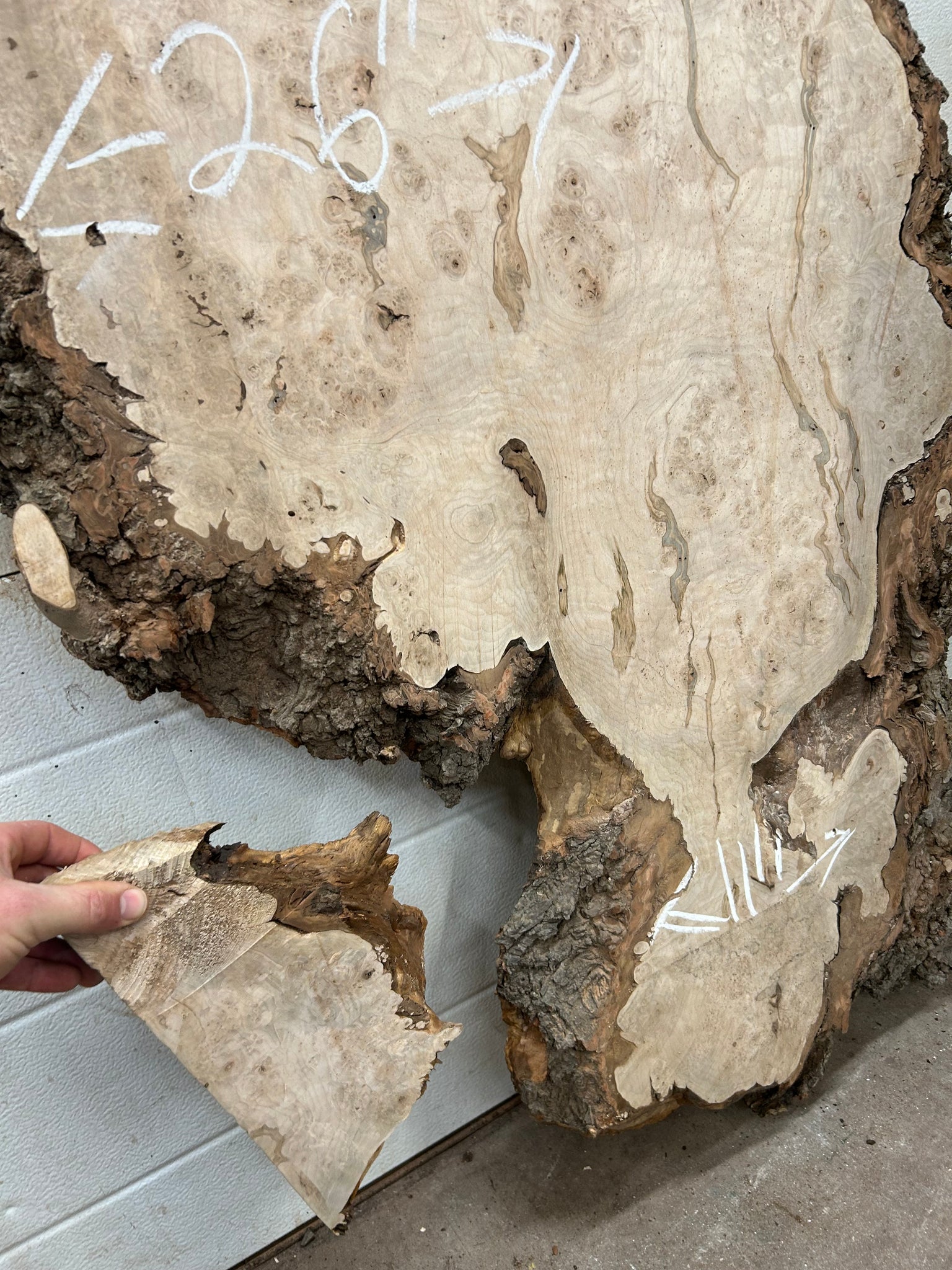 MB-01 Maple Burl Slab