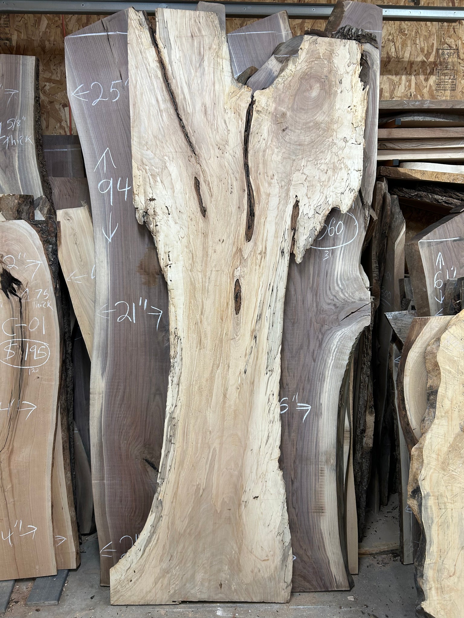 SP-02 Curly Maple Live Edge Slab