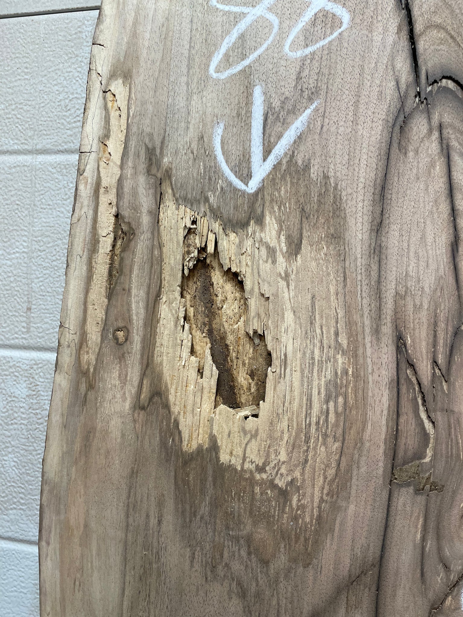 EW-04 English Walnut Live Edge Slab